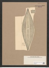 Navicula sp. (de-Toni-Nr.: Genus 1) Zeichnungen Sammlung Grunow Nr. 1335 (NHMW-BOT-W0368267)